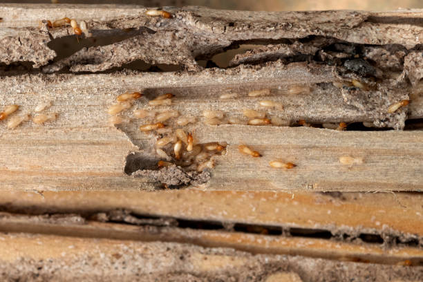 Best Flea Control Services  in Clintwood, VA